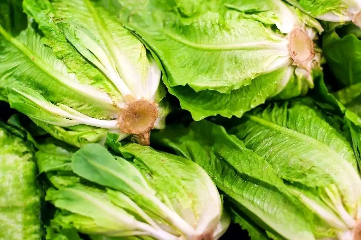 قیمت خیار و کاهو نجومی شد؛ ماجرا چیست؟
