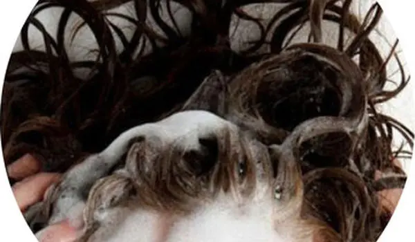 با موی خیس نخوابید؛ این همه مرض در انتظارتان است