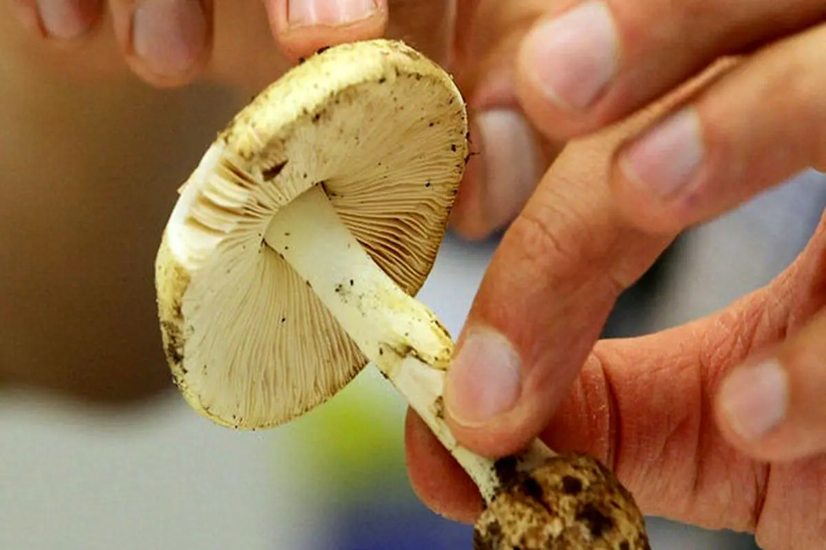 هشدار درباره خطر این نوع مسمومیت در فصل بهار