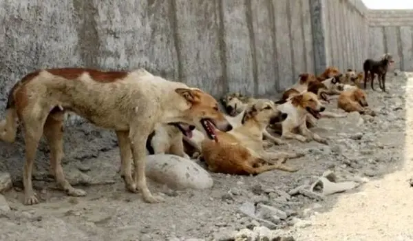 حمله گله‌ای سگ‌ها زن جوان را راهی بیمارستان کرد