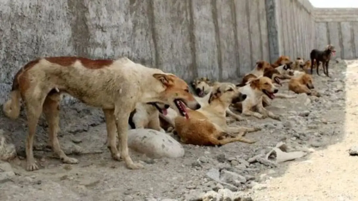 حمله گله‌ای سگ‌ها زن جوان را راهی بیمارستان کرد