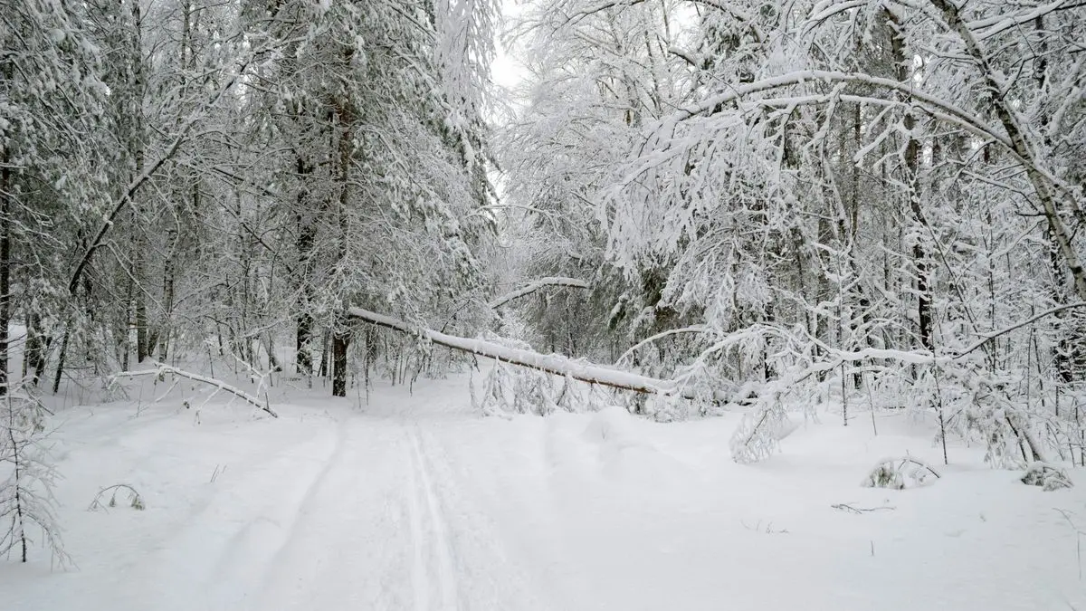 وضعیت هوای فردا البرز و کرج چهارشنبه ۱۵ بهمن ۱۴۰۴ | پیش بینی آب و هوای کرج در ۲۴ ساعت آینده + هواشناسی کرج