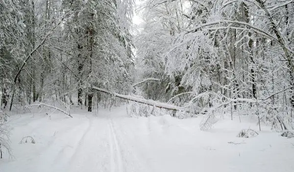 وضعیت هوای فردا کردستان چهارشنبه ۲۹ بهمن ۱۴۰۴ | پیش بینی آب و هوای کردستان در ۲۴ ساعت آینده + هواشناسی کردستان