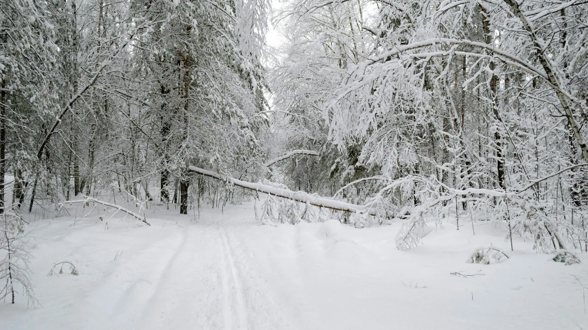 وضعیت هوای فردا گیلان چهارشنبه ۱۵ بهمن ۱۴۰۴ | پیش بینی آب و هوای گیلان در ۲۴ ساعت آینده + هواشناسی گیلان