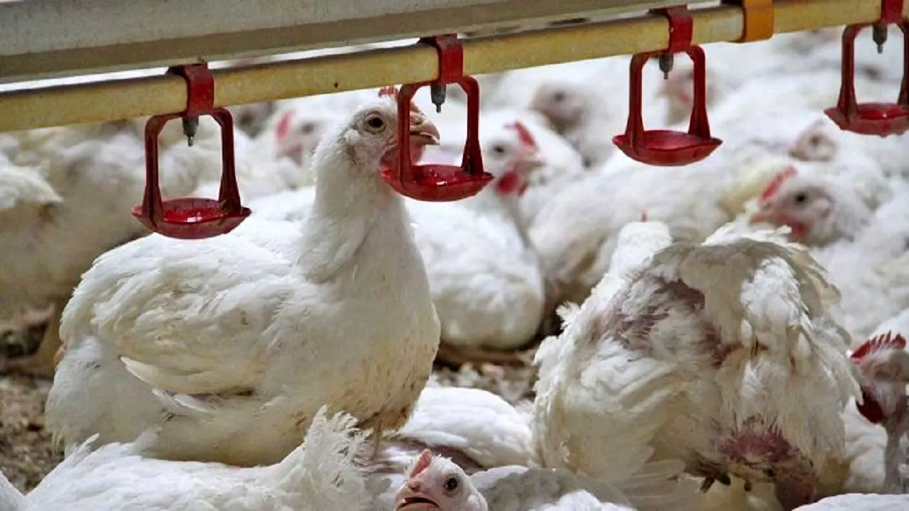 هشدار درباره شیوع بیماری مرگبار در مزارع؛ انگل جدید در مرغ‌های ایرانی پیدا شد!
