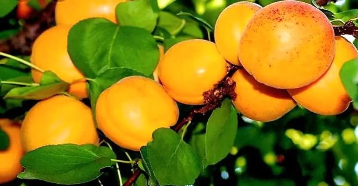 خوردن هسته این میوه تابستانی ممنوع شد!