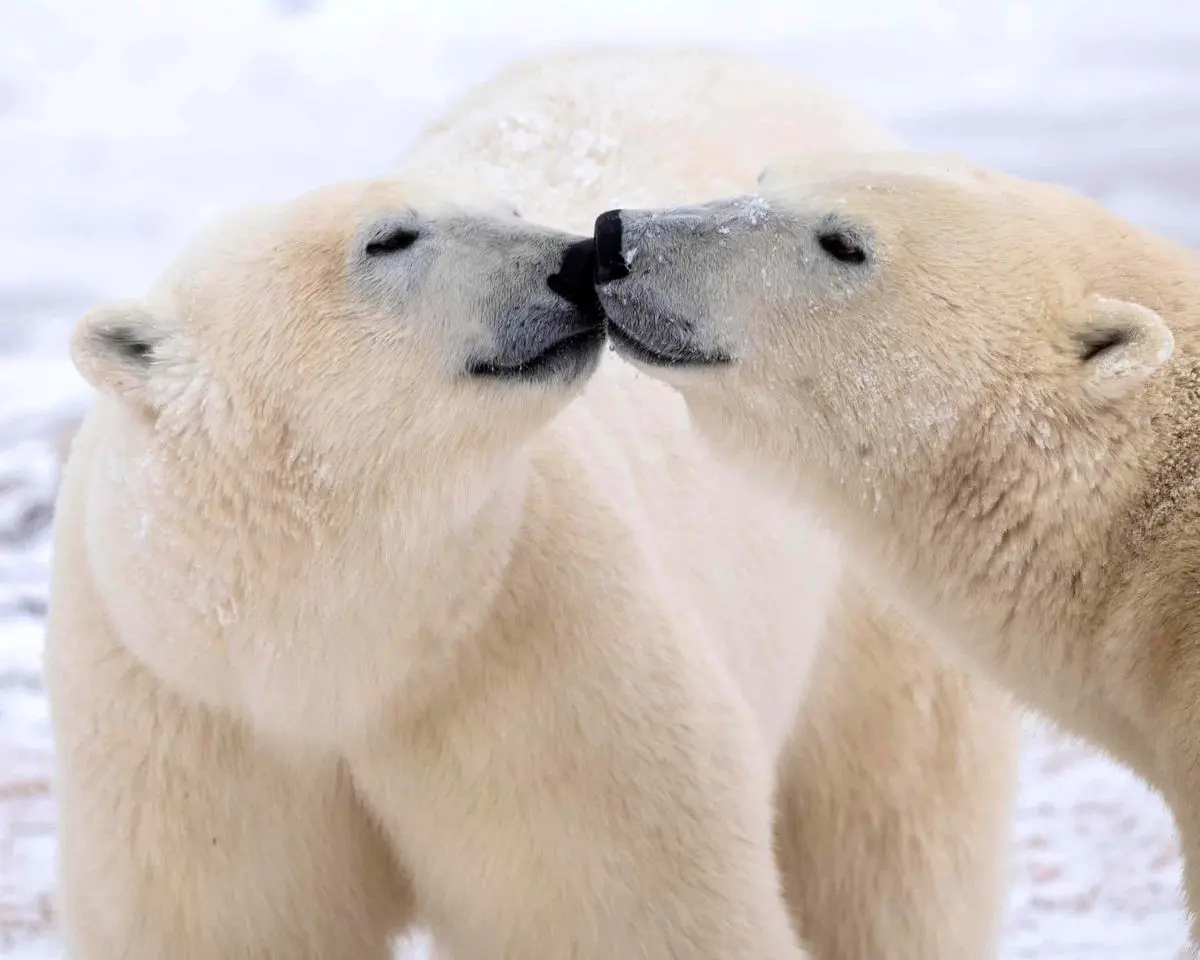 نشانه‌های سازگاری ژنتیکی خرس‌های قطبی با گرمایش زمین؛ کشف تغییرات مهم در DNA