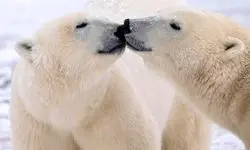 نشانه‌های سازگاری ژنتیکی خرس‌های قطبی با گرمایش زمین؛ کشف تغییرات مهم در DNA
