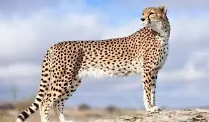 ثبت تصویر پلنگ ایرانی در منطقه سادول + فیلم