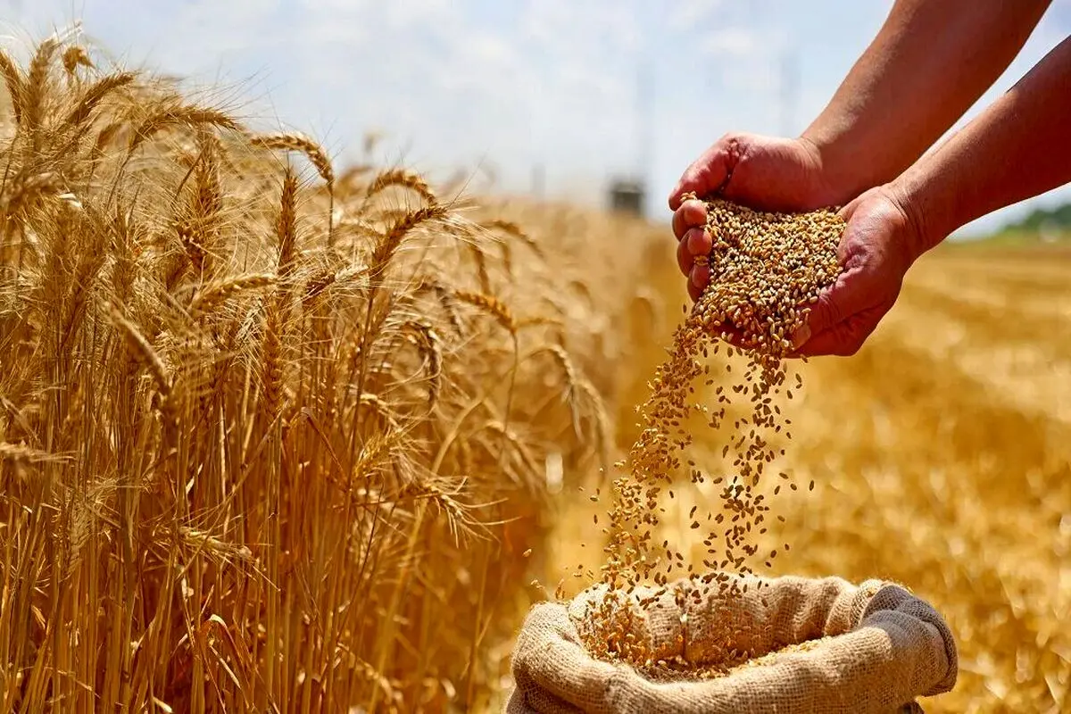 خبر فوری برای گندمکاران | گندمکاران هفته آینده منتظر تعیین نهایی قیمت گندم باشند