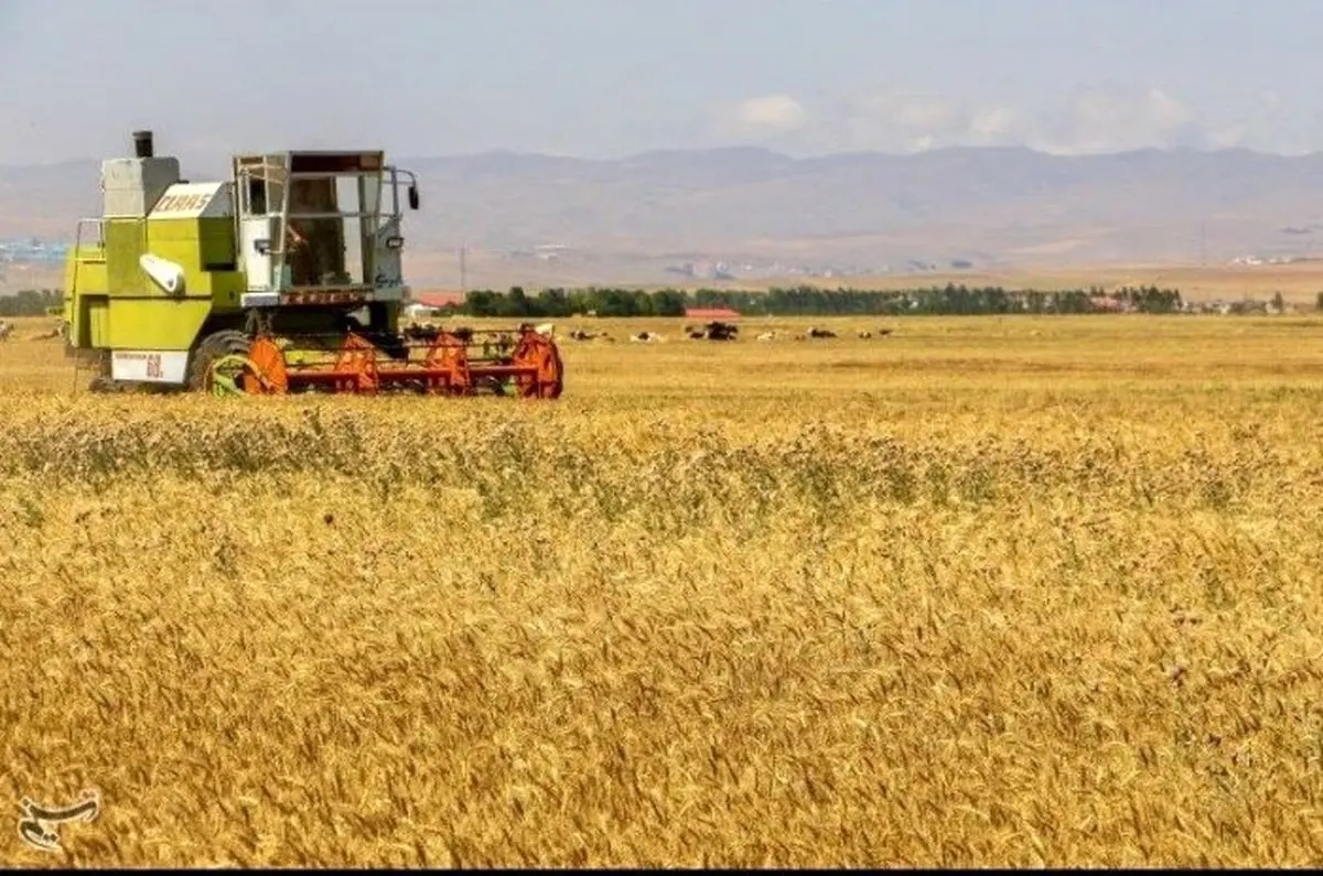 خبر خوش برای گندمکاران | اولتیماتوم ۲۴ ساعته برای پرداخت مطالبات گندمکاران
