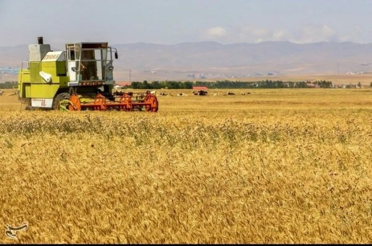 خبر خوش برای گندمکاران | اولتیماتوم ۲۴ ساعته برای پرداخت مطالبات گندمکاران
