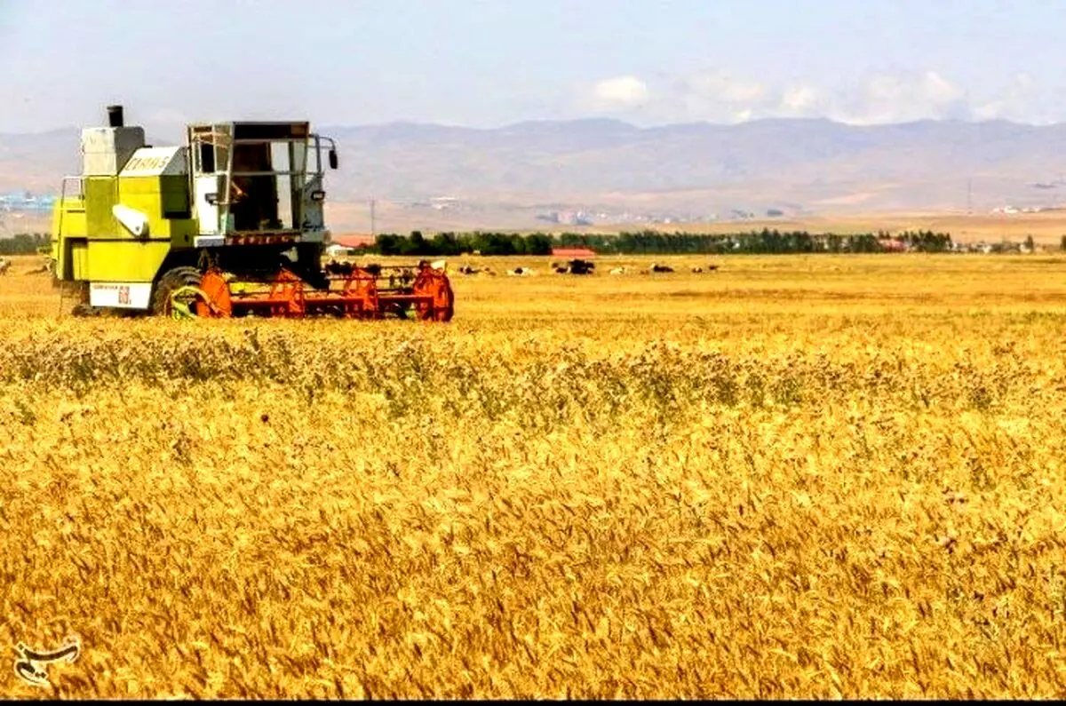خبر خوش برای گندمکاران | اولتیماتوم ۲۴ ساعته برای پرداخت مطالبات گندمکاران
