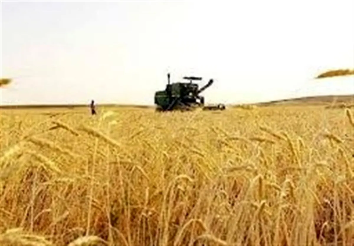 خبر خوش از خرید گندم از گندمکاران امروز سه شنبه ۲۴ تیر ۱۴۰۴