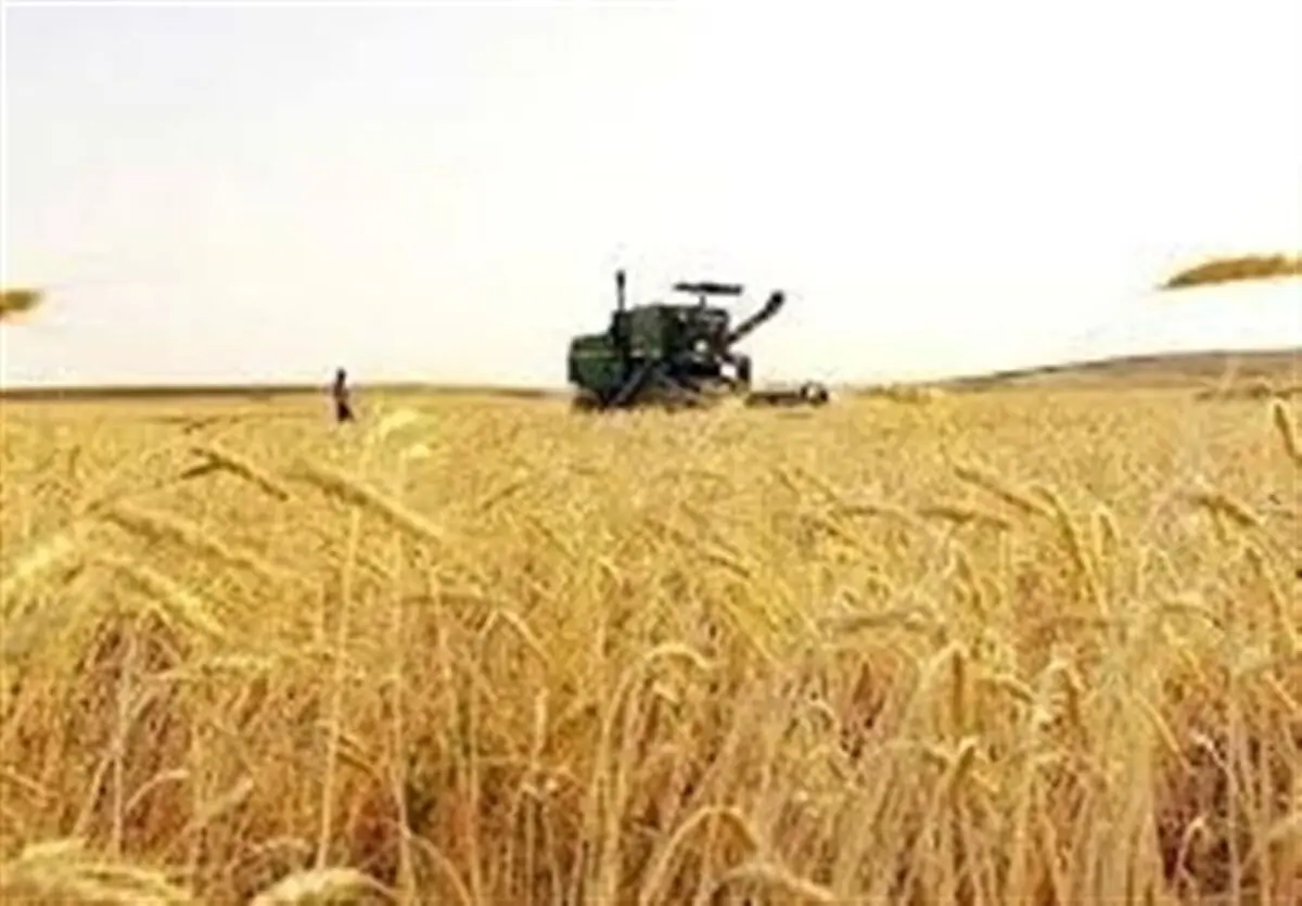 خبر خوش از خرید گندم از گندمکاران امروز سه شنبه ۲۴ تیر ۱۴۰۴ 