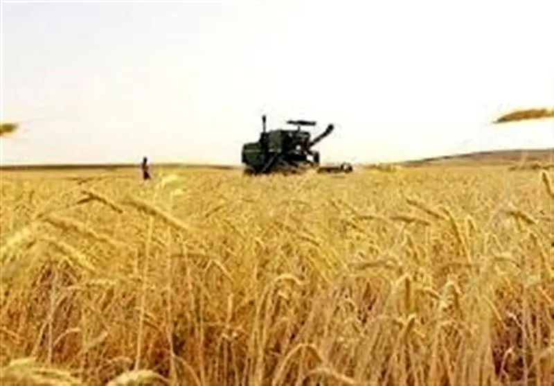خبر خوش از خرید گندم از گندمکاران امروز سه شنبه ۲۴ تیر ۱۴۰۴ 