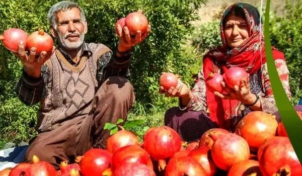 ویدیو|دومین جشنواره ملی انار با حمایت باغداران ایرانی در شیراز
