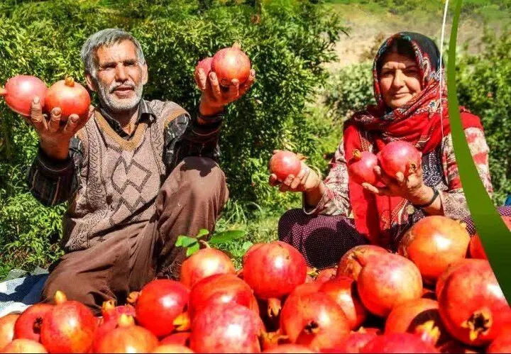 ویدیو|دومین جشنواره ملی انار با حمایت باغداران ایرانی در شیراز
