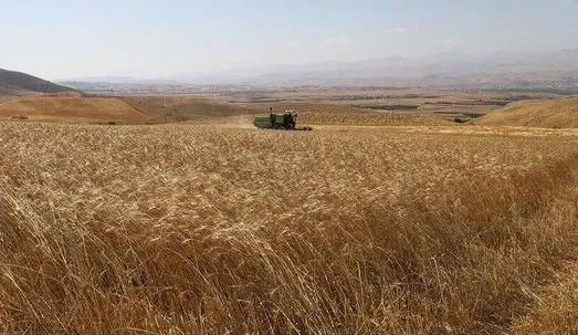 دیگر نیازی به واردات گندم نداریم
