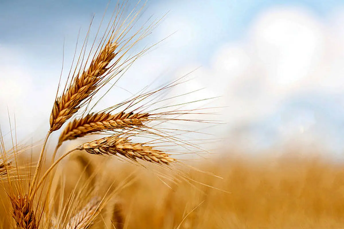 خبر خوش برای گندمکاران امروز ۳۰ مرداد ۱۴۰۴؛ بیش از ۷۳ درصد مطالبات پرداخت شد