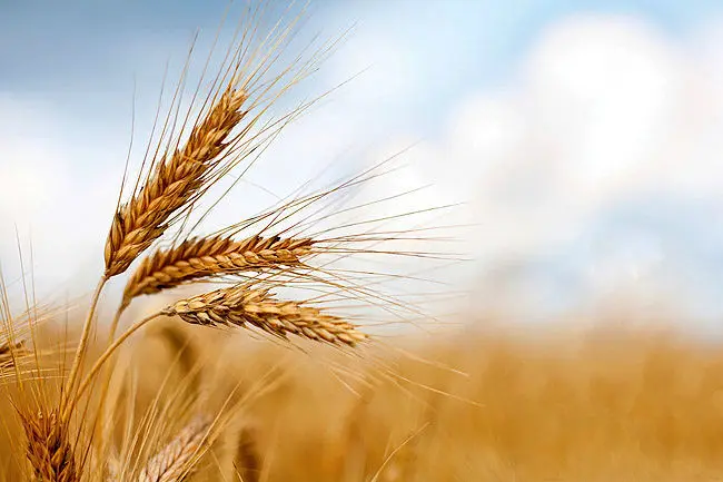 خبر خوش برای گندمکاران امروز ۳۰ مرداد ۱۴۰۴؛ بیش از ۷۳ درصد مطالبات پرداخت شد