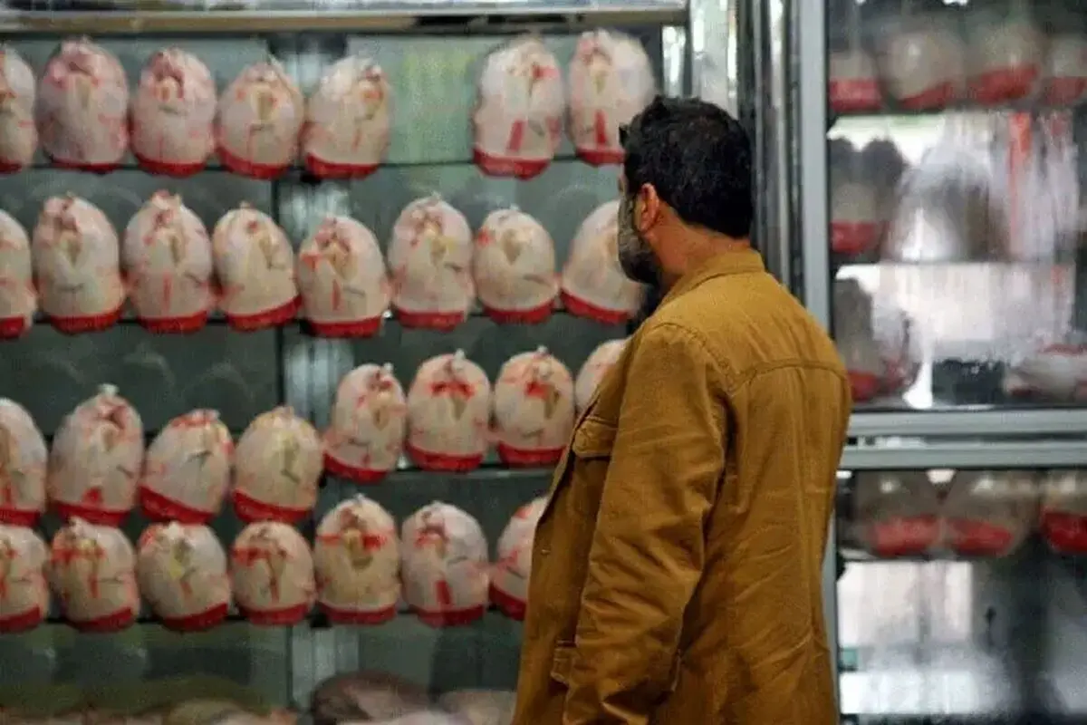 مرغ گران می‌شود؟