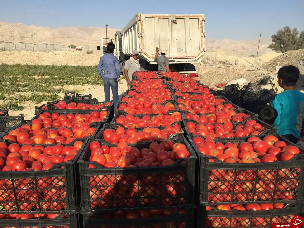 گوجه ۷۰ هزار تومانی کی ارزان می شود؟
