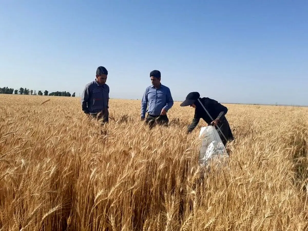 یک خبر ویژه برای گندمکاران | ماجرای جایزه ۲۰ هزار تومانی برای هر کیلو گندم چیست؟