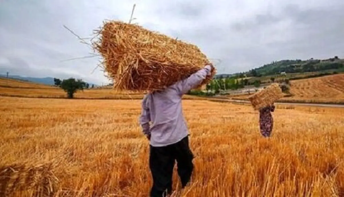 جدیدترین خبرها از قیمت گذاری گندم امروز پنجشنبه ۹ بهمن ۱۴۰۴