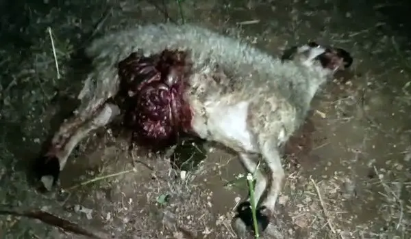 تلف شدن ۷ راس گوسفند در حمله حیوان گوشتخوار