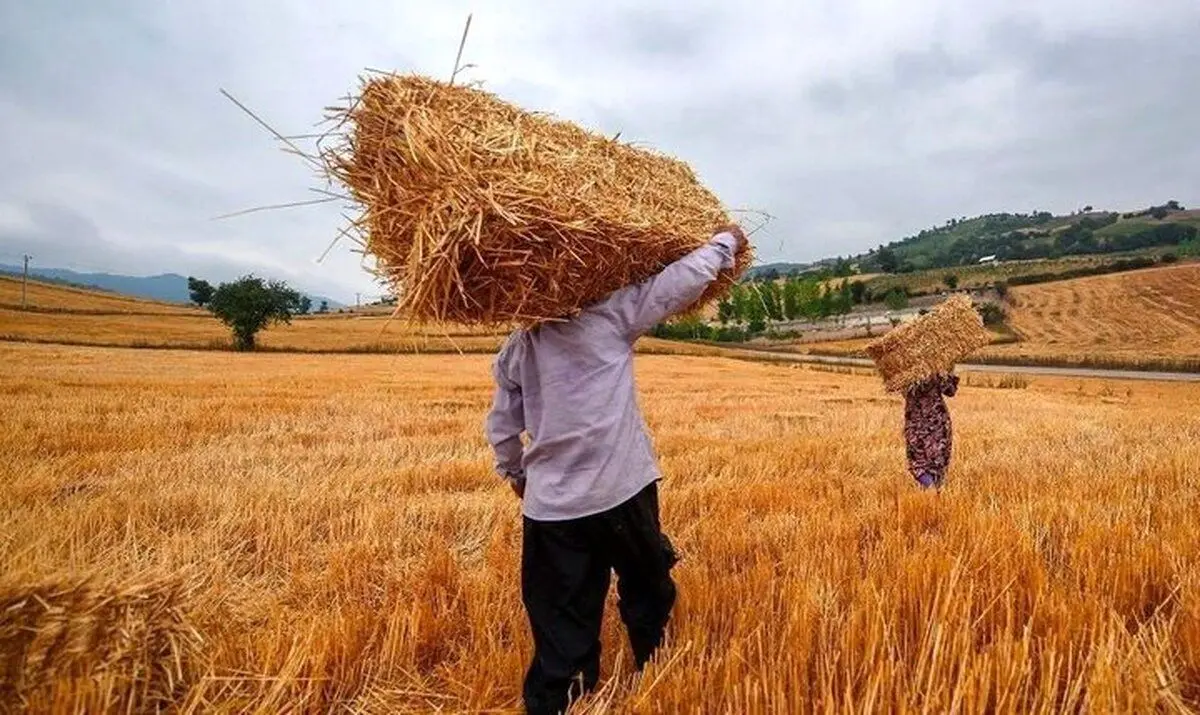 خبر جدید برای کشاورزان | زمان پرداخت مطالبات گندمکاران مشخص شد
