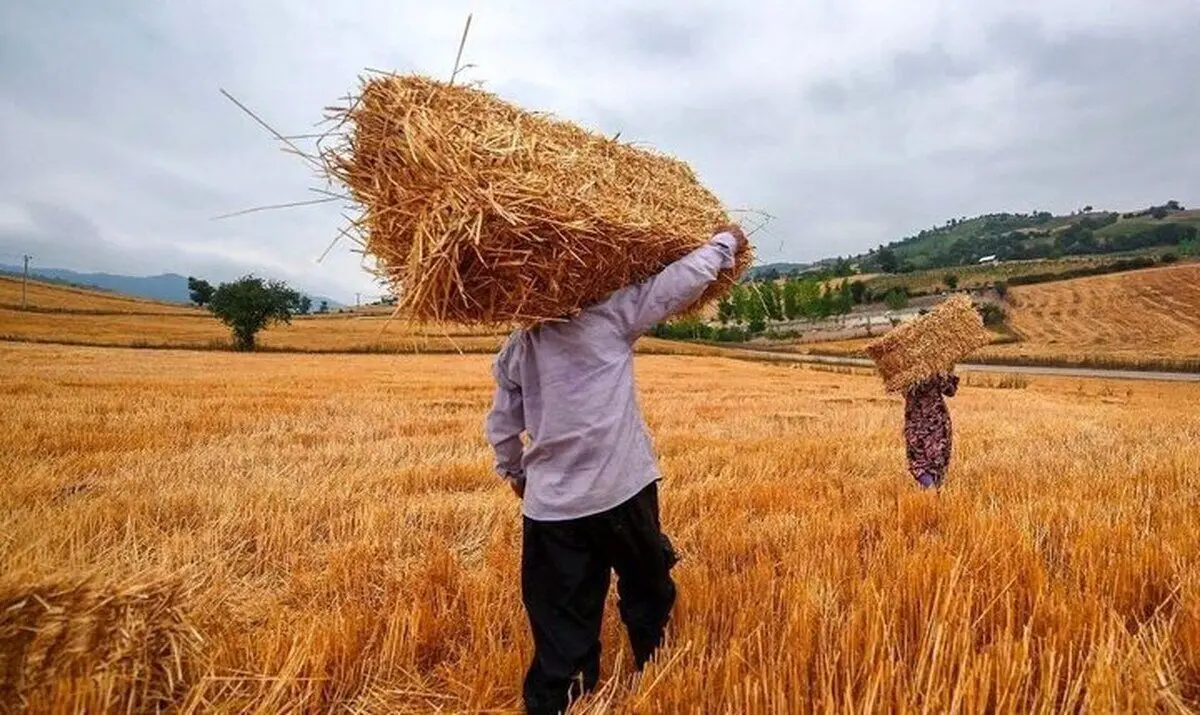 خبر جدید برای کشاورزان | زمان پرداخت مطالبات گندمکاران مشخص شد
