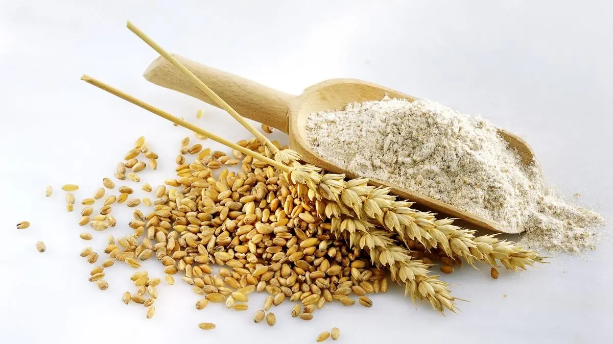 خبر داغ برای گندمگاران | تمام مطالبات گندمکاران پرداخت شده است