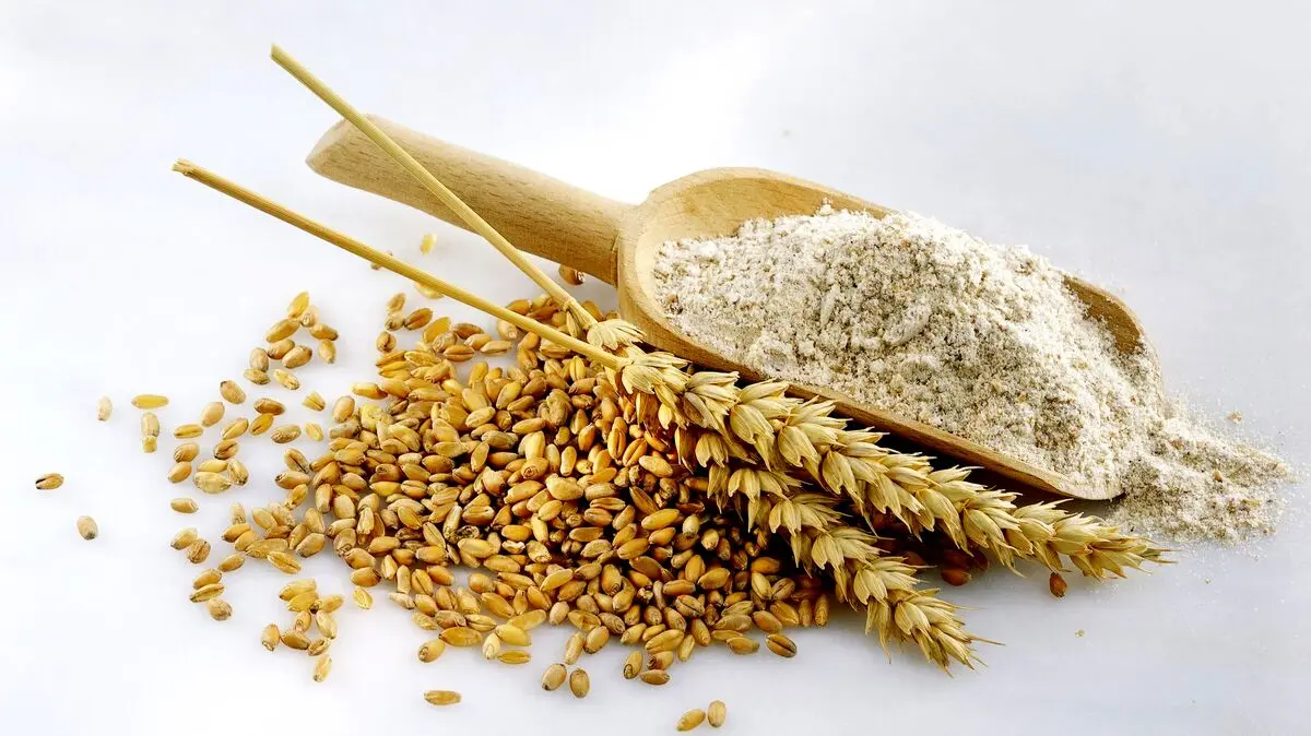 خبر داغ برای گندمگاران | تمام مطالبات گندمکاران پرداخت شده است