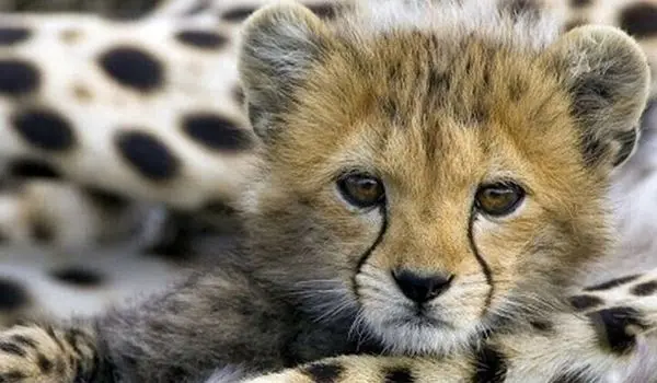 لمس و جابه‌جایی نوزادان جانوران پیگرد قانونی دارد