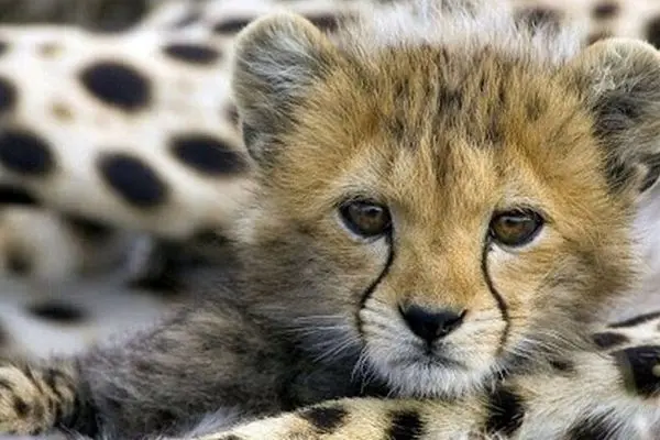 لمس و جابه‌جایی نوزادان جانوران پیگرد قانونی دارد