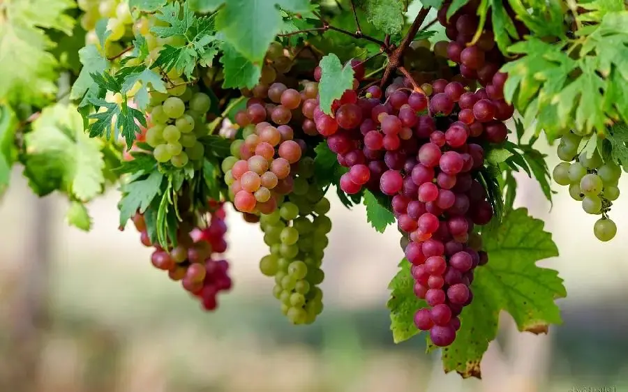 میوه بهشتی برای سلامت قلب و مغز