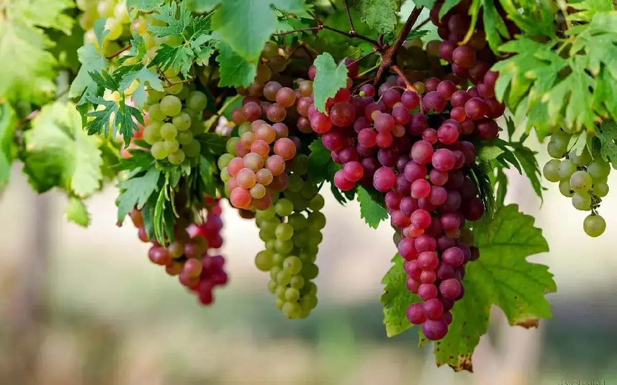 میوه بهشتی برای سلامت قلب و مغز