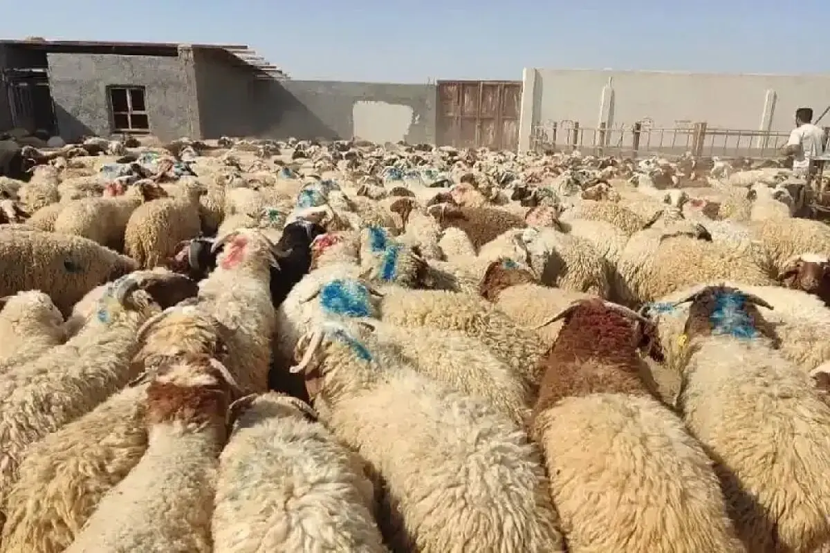 قیمت دام زنده امروز ۴ خرداد ۱۴۰۵ + جدول