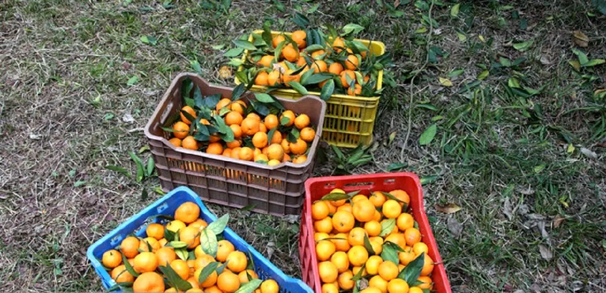 مرکبات سلاحی برای مبارزه با افسردگی