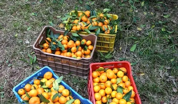 مرکبات سلاحی برای مبارزه با افسردگی
