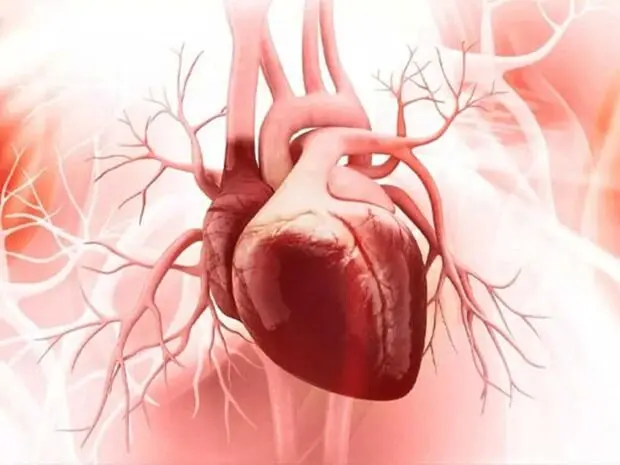 پیشگیری از سکته و نارسایی قلبی با این رژیم غذایی